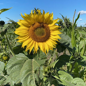 Meet your Posher, Loralei